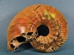 Макроконх  Eboraciceras sutherlandiae