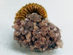 Kosmoceras в гипсе