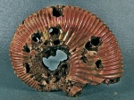 Нестойкий Kosmoceras sp.