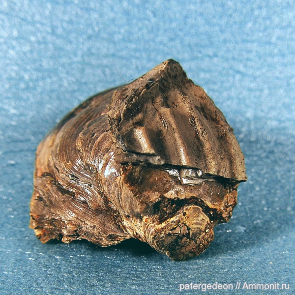 келловей, Gryphaea dilatata, Callovian, Middle Jurassic