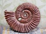 Макроконх (?) Peltoceras arduennense