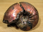 Воскресный макроконх Quenstedtoceras henrici