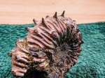 Шипы аммонита Kosmoceras spinosum