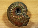 Осенний Eboraciceras carinatum