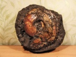 Макроконх Quenstedtoceras lamberti