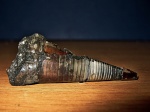 Фрагмокон безрострового белемнита Acanthoteuthis.sp