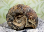 Африканская  Puzosia sp.