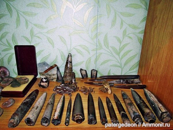 белемниты, келловей, фрагмоконы, Callovian, Middle Jurassic, belemnites, phragmocones