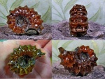 Бывший Douvilleiceras mammilatum