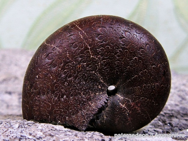 мел, альб, Ammonites, Phylloceras