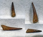 Фрагмент Zarafasaura