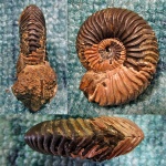 Vertumniceras sp.