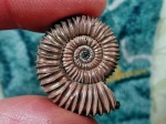 Скромный Peltoceras arduennense