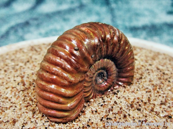 келловей, Саратовская область, Ammonites, Callovian, Jurassic, Middle Jurassic