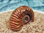 Vertumniceras sp. ?