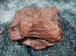 Parallelodon из Дубков