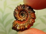 Юный Kosmoceras spinosum