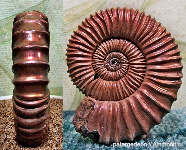 юра, келловей, Peltoceras, Peltoceras schroederi, Callovian, Jurassic, Middle Jurassic
