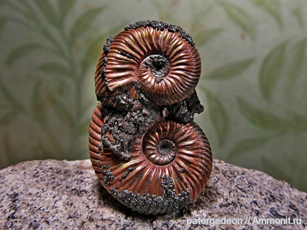 келловей, Quenstedtoceras, Ammonites, пиритизация, Callovian, Jurassic, Middle Jurassic