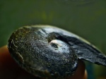 Лопастные линии Aconeceras trautscholdi