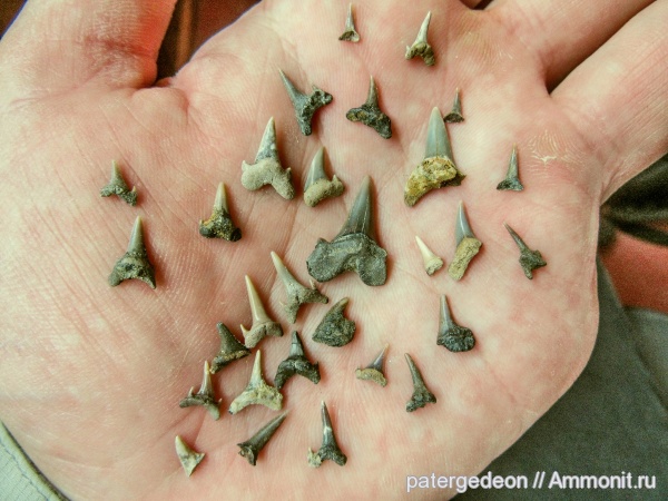 верхний мел, зубы акул, Пудовкино, shark teeth