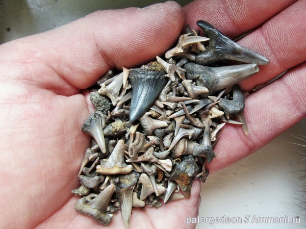 верхний мел, зубы акул, Пудовкино, shark teeth