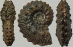 Змеинский Kosmoceras lithuanicum