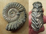 Vertumniceras.sp с жилой камерой
