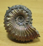 Kosmoceras spinosum. Свежий пирит