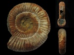 Рязанский Binatisphinctes mosquensis