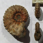 Kosmoceras transitiones Nikitin