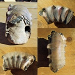 Аномалия Peltoceras schroederi