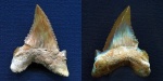 Свежий гость Palaeocarcharodon orientalis