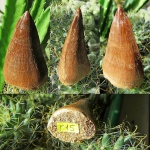Зуб мозазавра Prognathodon cf. giganteus