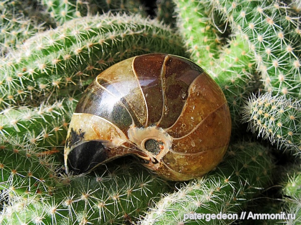 наутилусы, Nautilus, Мадагаскар, Cymatoceras, Махадзанга
