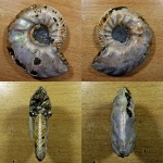 Аномальный Quenstedtoceras flexicostatum