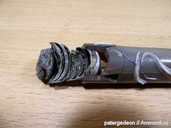 белемниты, фрагмоконы, Epizoans, Callovian, belemnites