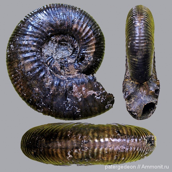 средний келловей, Саратовская область, Anaplanulites, Овраг Крутец