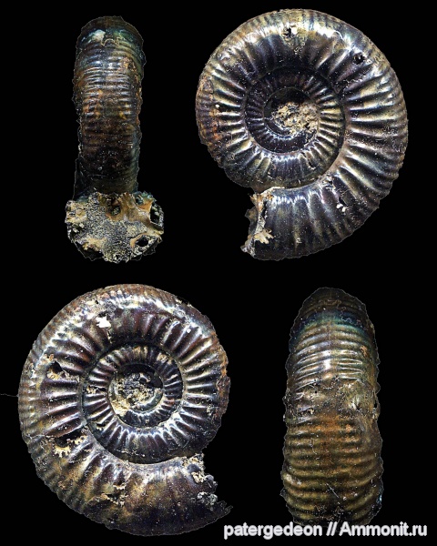 Binatisphinctes, средний келловей, Саратовская область, Овраг Крутец