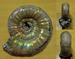 Grossouvria.sp предзимняя