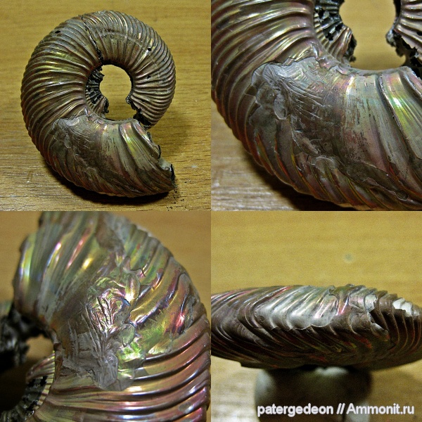 келловей, Quenstedtoceras, прижизненные повреждения, ammonoid sublethal injuries