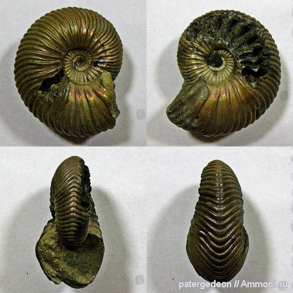 верхний келловей, Eboraciceras, Eboraciceras sutherlandiae, Callovian, Middle Jurassic