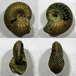 Пиритовый Eboraciceras sutherlandiae
