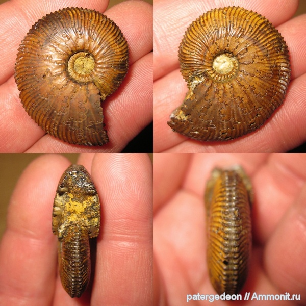 Саратовская область, Catasigaloceras enodatum, Зоринка