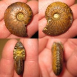 Первый в этом сезоне Catasigaloceras enodatum (Nikitin)