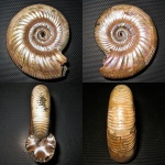 Alligaticeras.sp