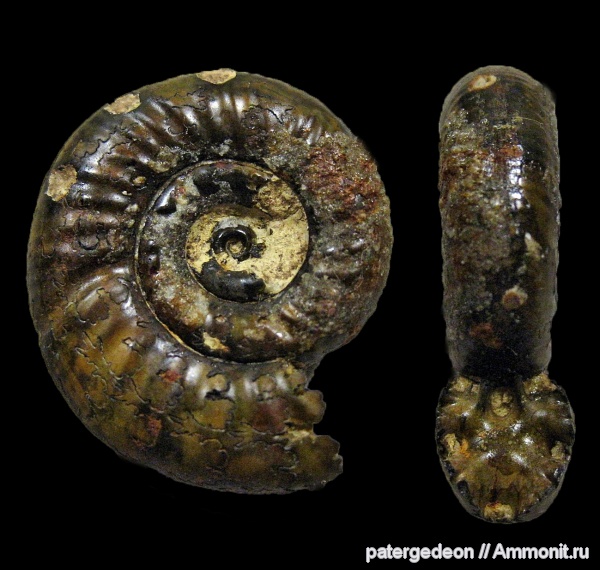 Perisphinctidae, Саратовская область, Alligaticeras, ТЭЦ-5