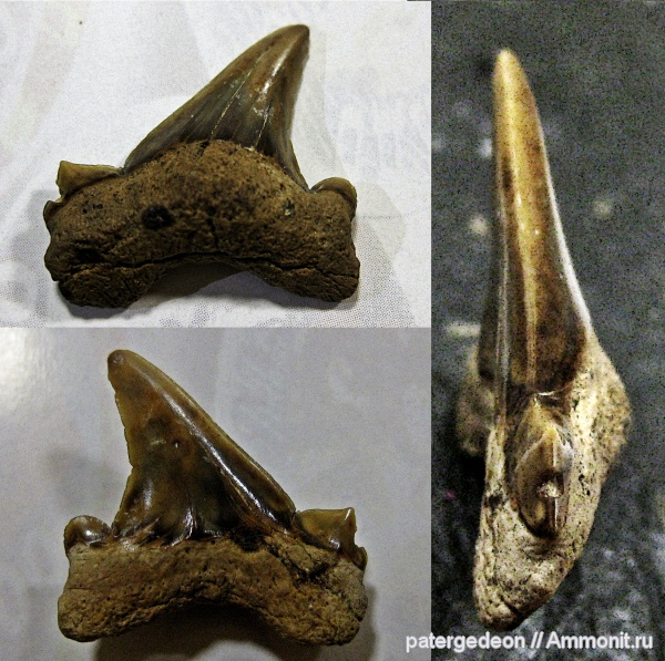 сеноман, Cretoxyrhina, Cretoxyrhina denticulata, Александровка