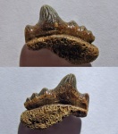 Polyacrodus с корнем