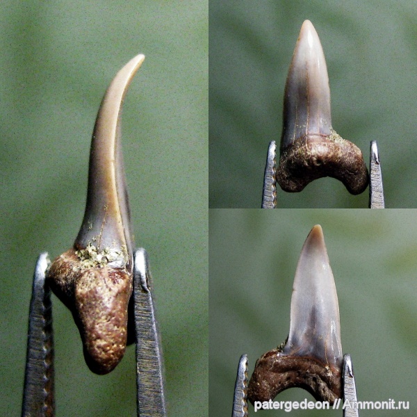 прижизненные повреждения, сеноман, зубы акул, Пудовкино, аномалии, shark teeth